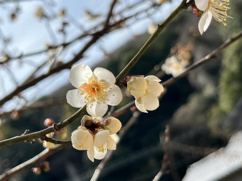 梅の花