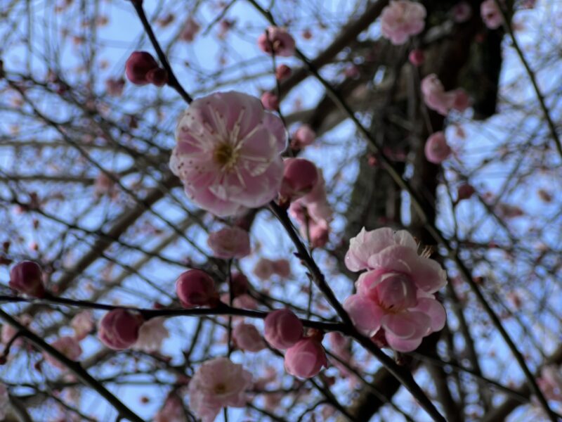 梅の花